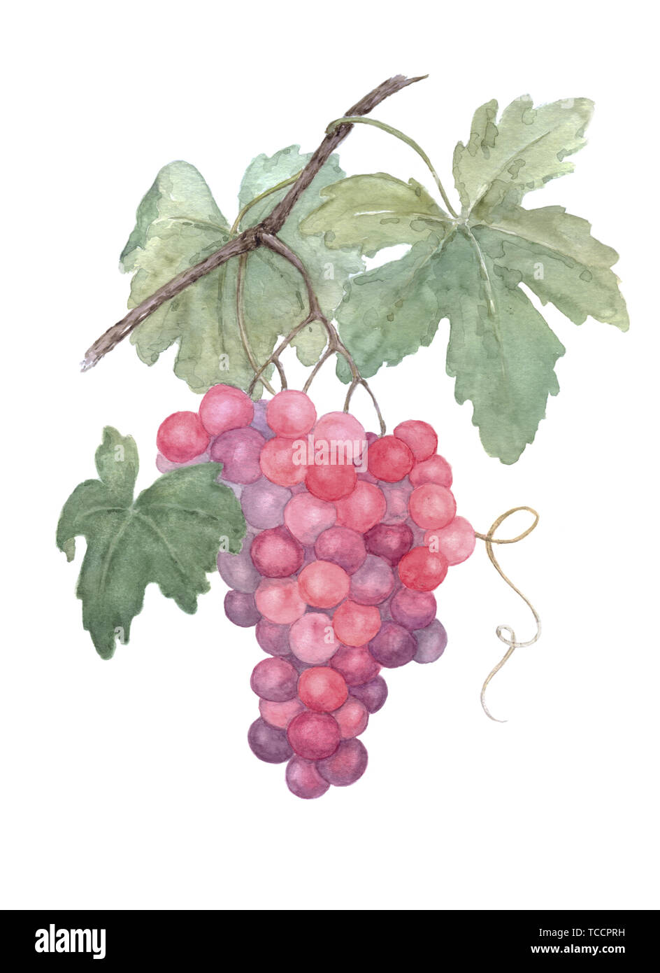Grapes on branch watercolor painting on white background. Great for farming, gardening, grocery, juice, wine labels. Can be used separately for decora Stock Photo