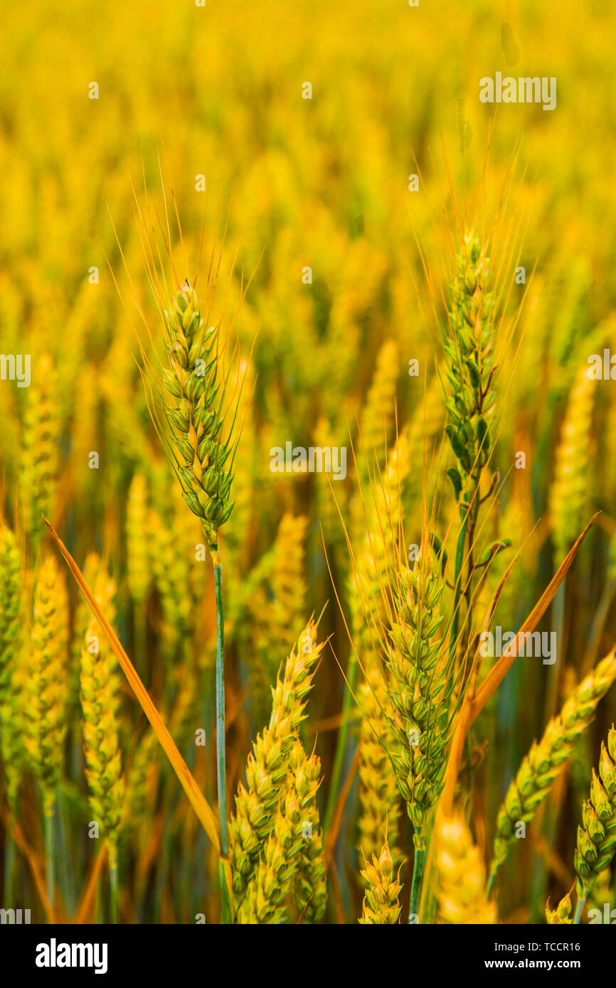 Fresh ripe wheat field background Stock Photo - Alamy