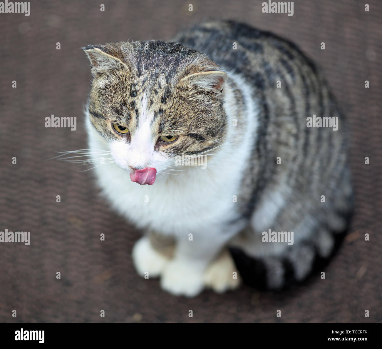 Male cat licking its mouth Stock Photo Alamy