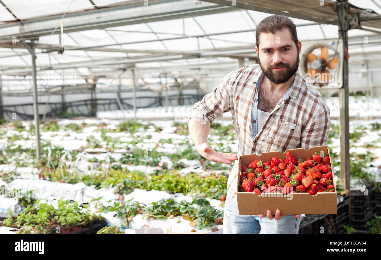 Positive man harvesting strawberries in a greenhouse Stock Photo - Alamy
