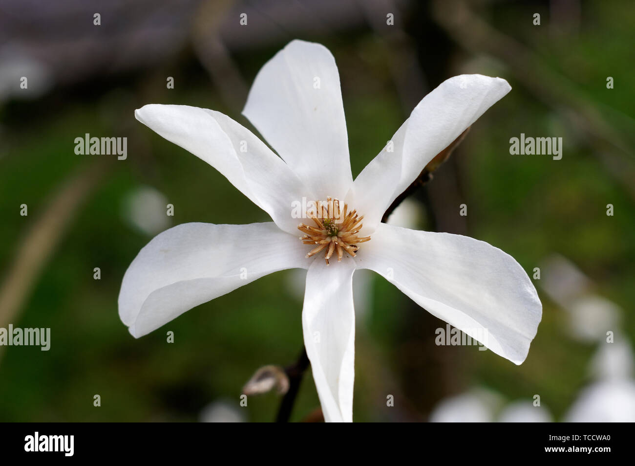Closeup of a white magnolia flower in spring, Vancouver, BC, Canada Stock Photo