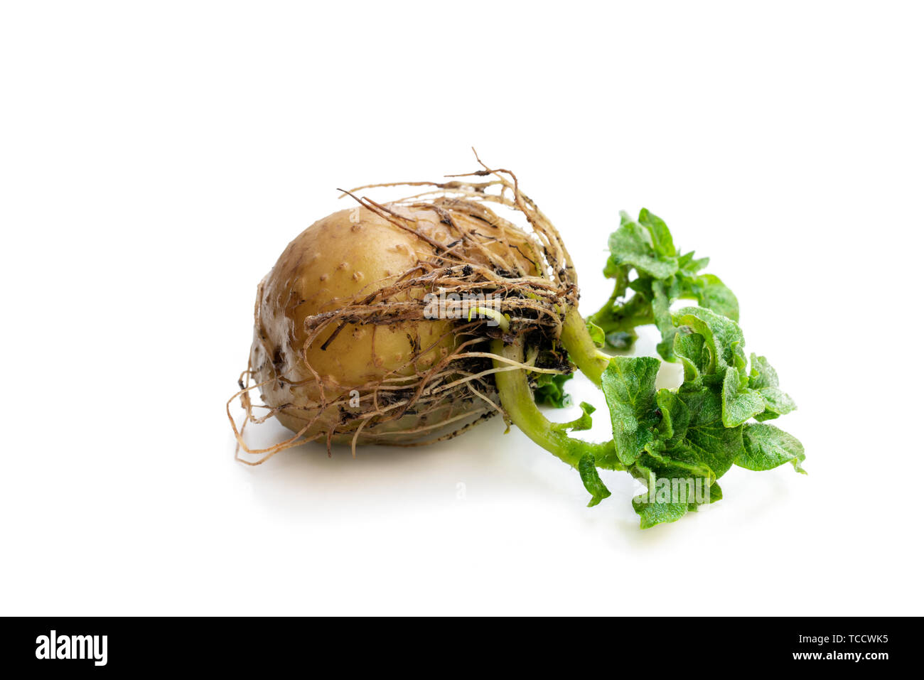 Potato tuber with new green sprouts isolated on white. Ready to plant