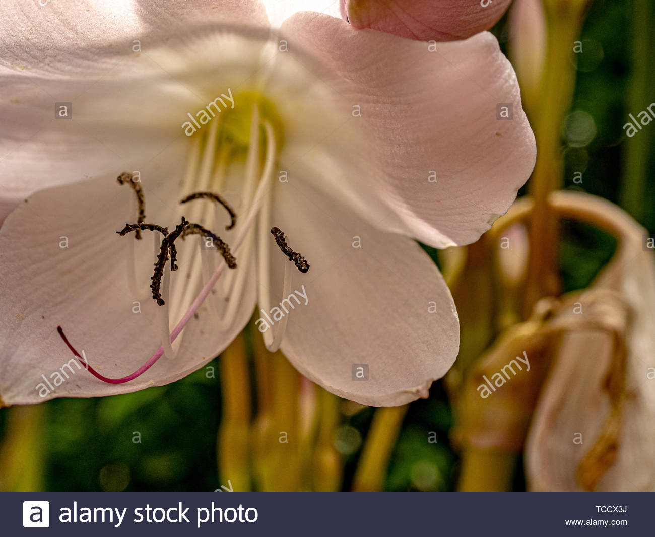 Jersey Lily Stock Photos & Jersey Lily Stock Images Alamy