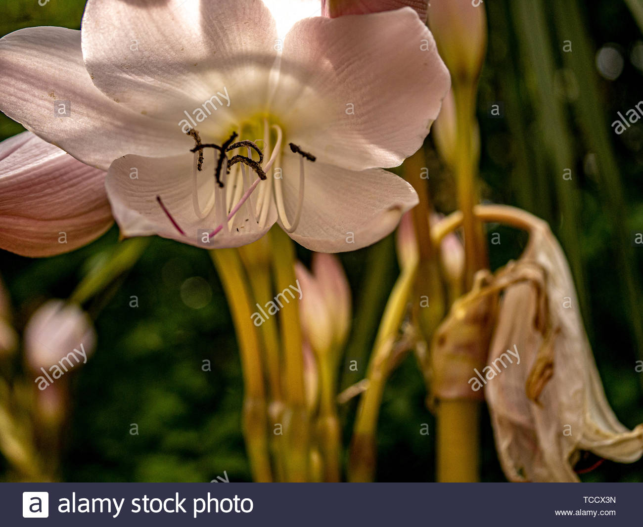 Jersey Lily Stock Photos & Jersey Lily Stock Images Alamy