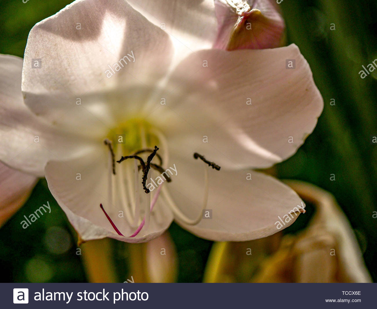Jersey Lily Stock Photos & Jersey Lily Stock Images Alamy
