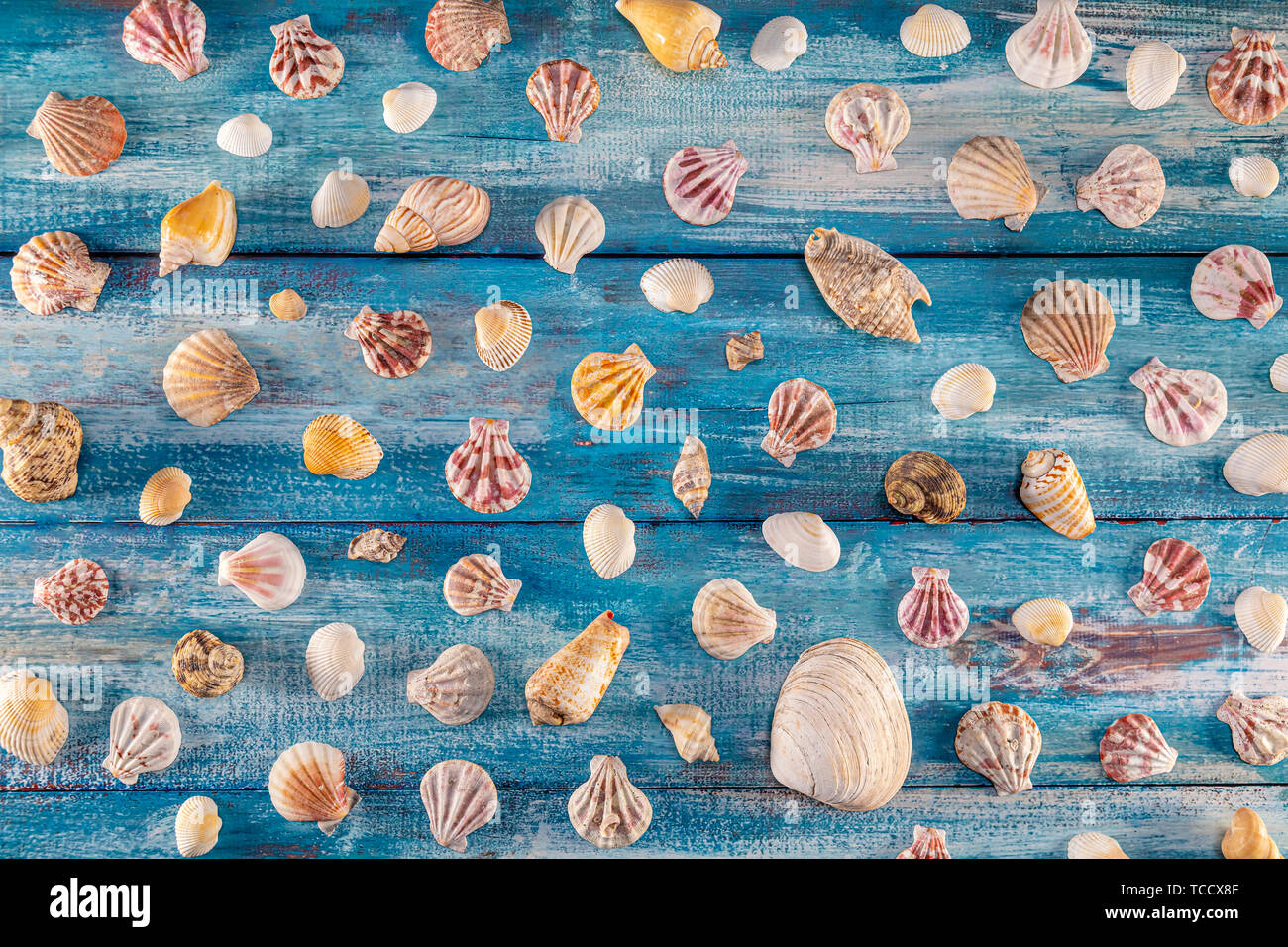 Summer time concept with sea shells on a blue wooden background and sand. Seashells frame on wooden background nautical border. Focus on seashells. Stock Photo