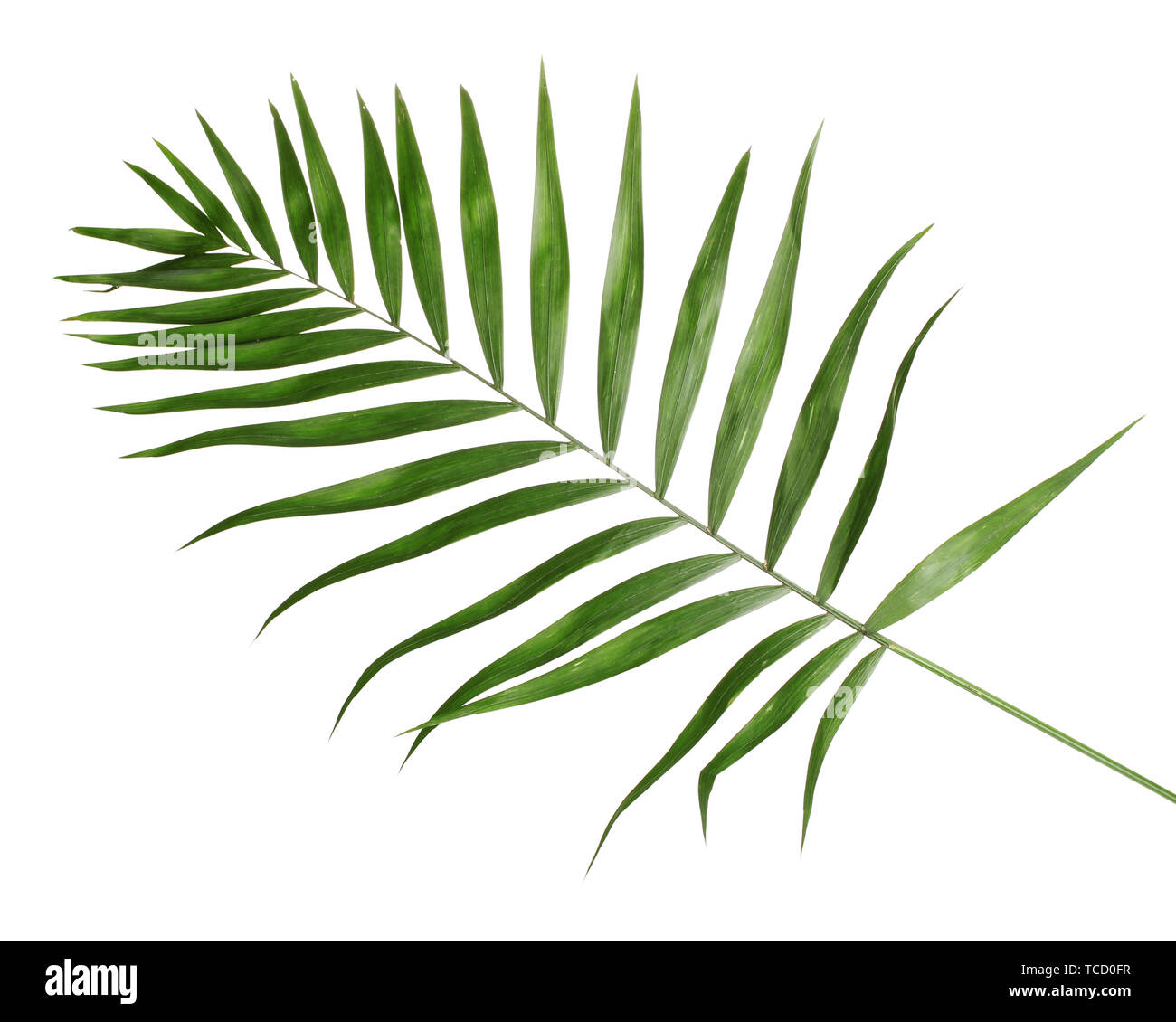 Beautiful palm leaf isolated on white Stock Photo - Alamy