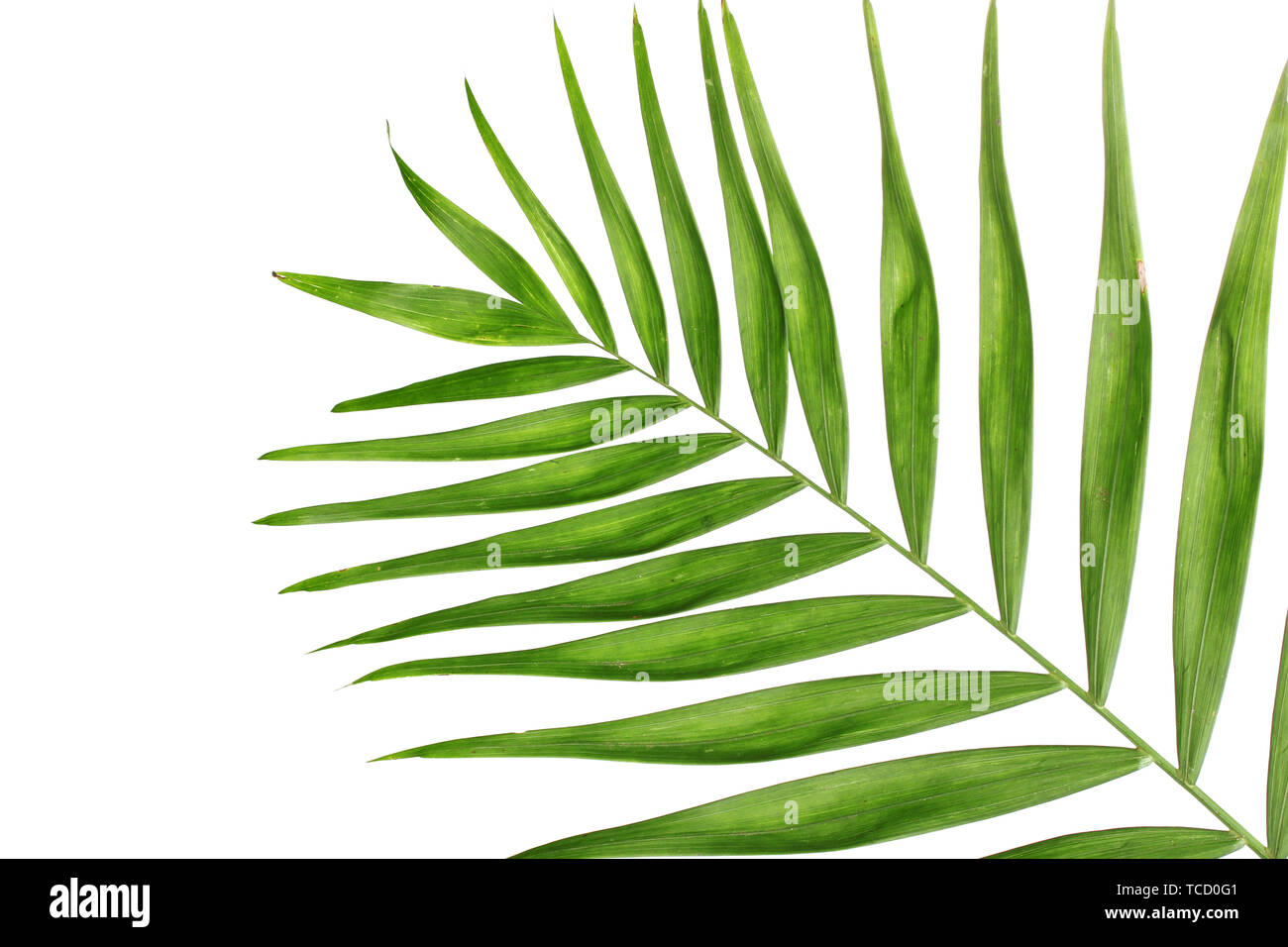 Beautiful palm leaf isolated on white Stock Photo - Alamy