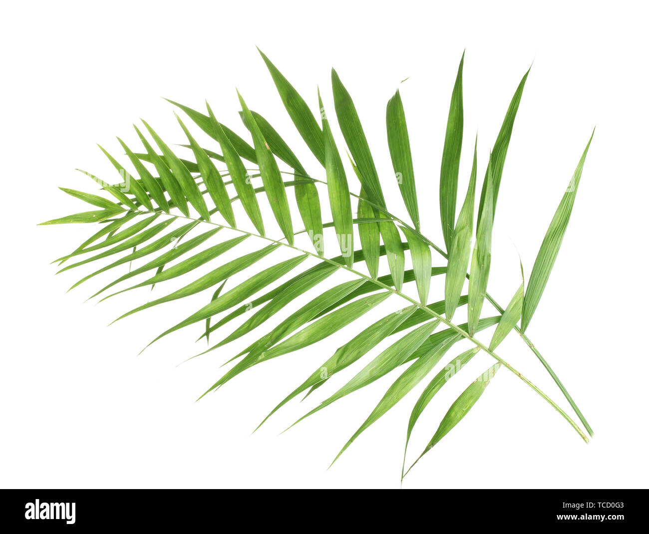 Beautiful palm leaves isolated on white Stock Photo - Alamy