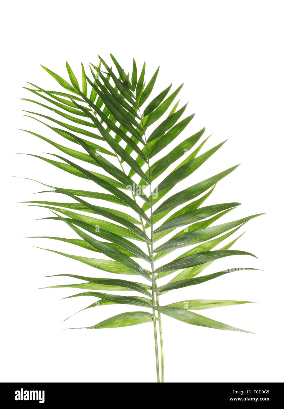 Beautiful palm leaves isolated on white Stock Photo - Alamy