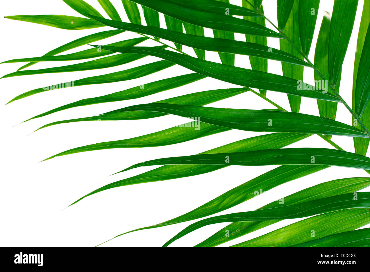 Beautiful palm leaves isolated on white Stock Photo - Alamy