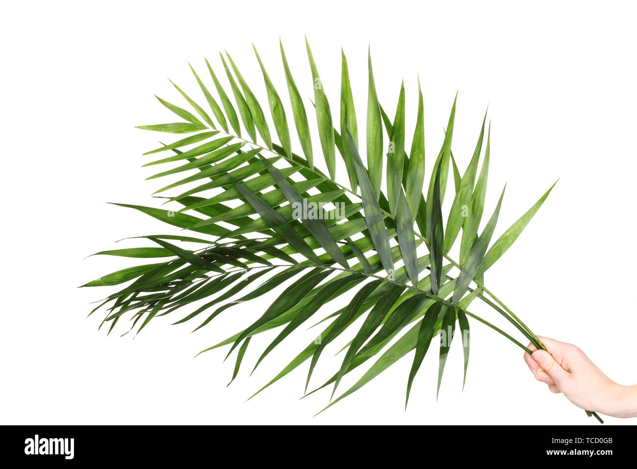 Beautiful palm leaves isolated on white Stock Photo - Alamy