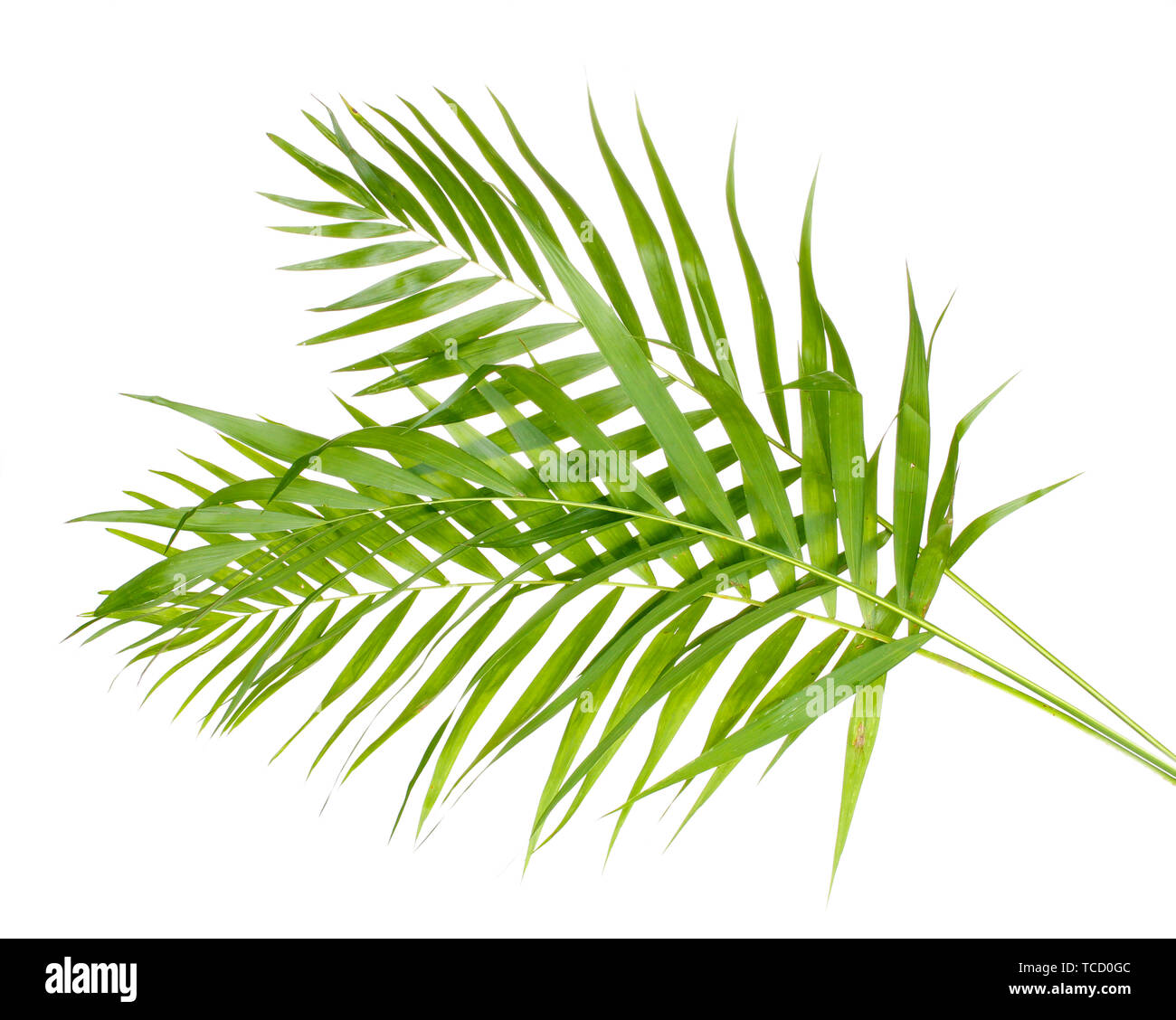 Beautiful palm leaves isolated on white Stock Photo - Alamy