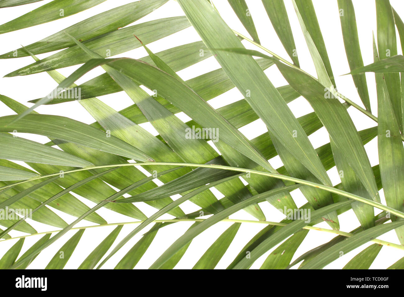 Beautiful palm leaves isolated on white Stock Photo - Alamy