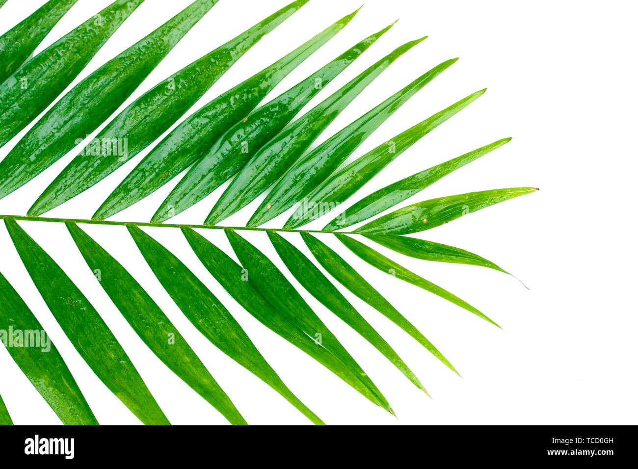 Beautiful palm leaf isolated on white Stock Photo - Alamy