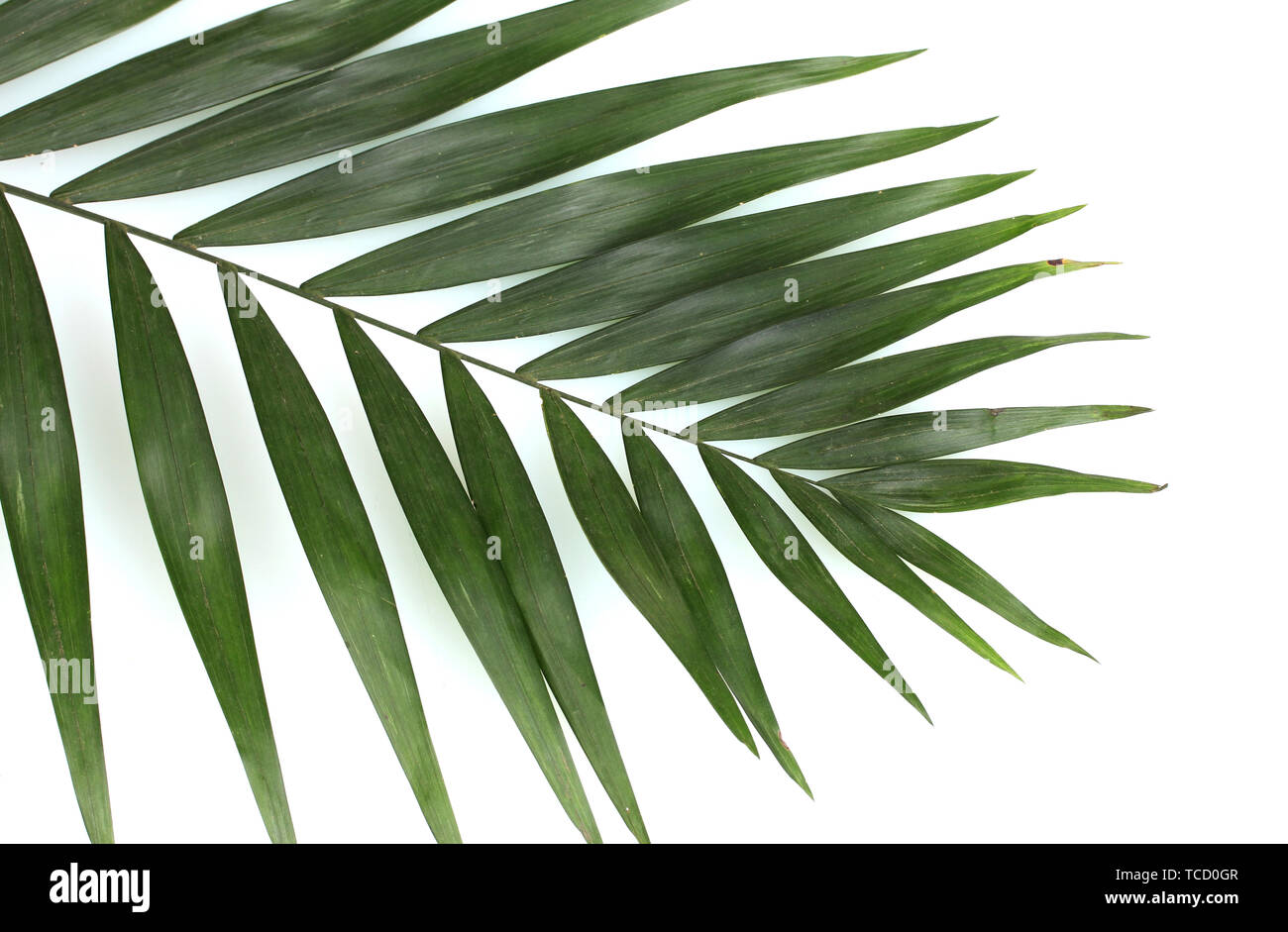 Beautiful palm leaf isolated on white Stock Photo - Alamy