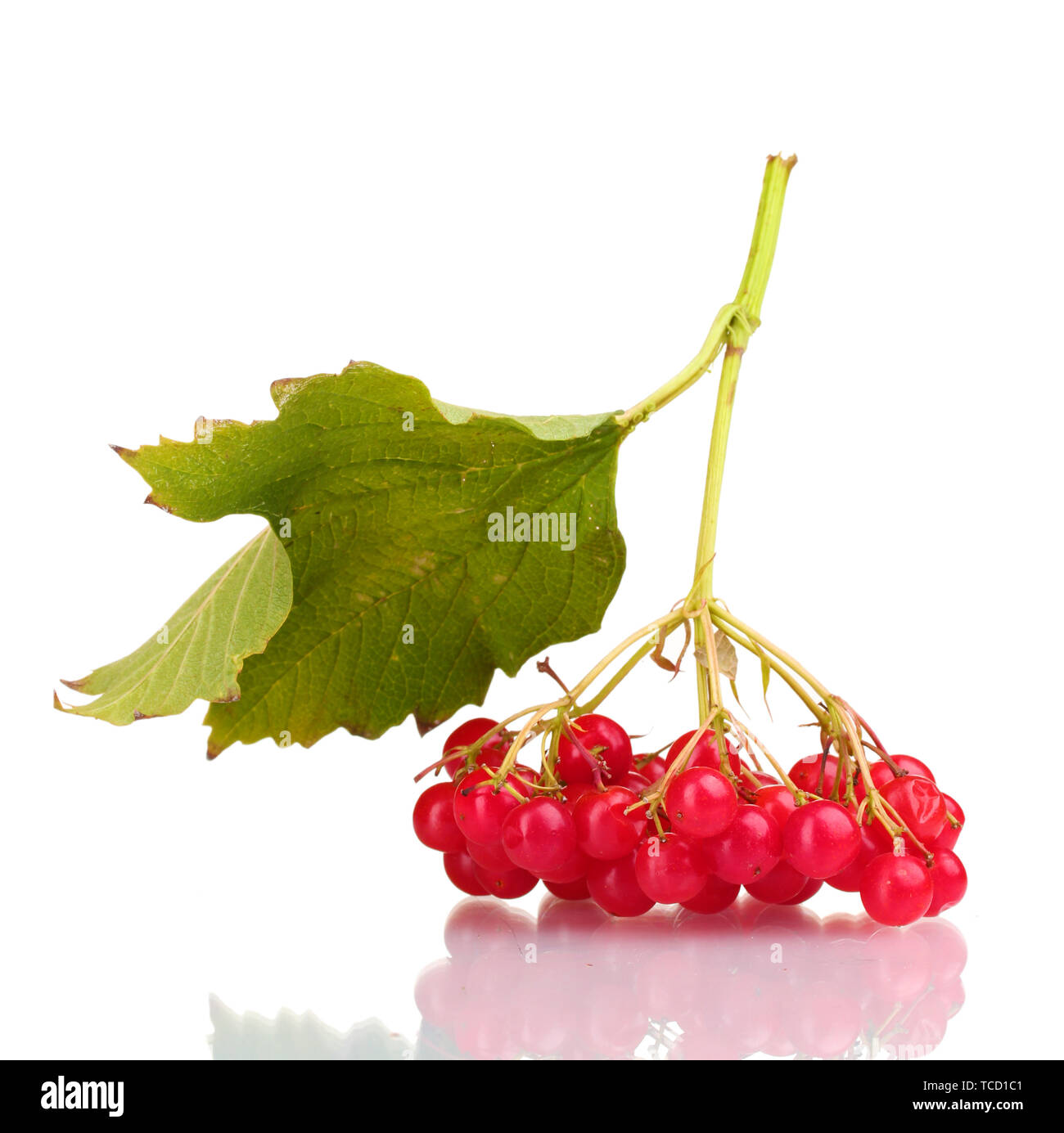 red berries of viburnum with leaf isolated on white Stock Photo - Alamy