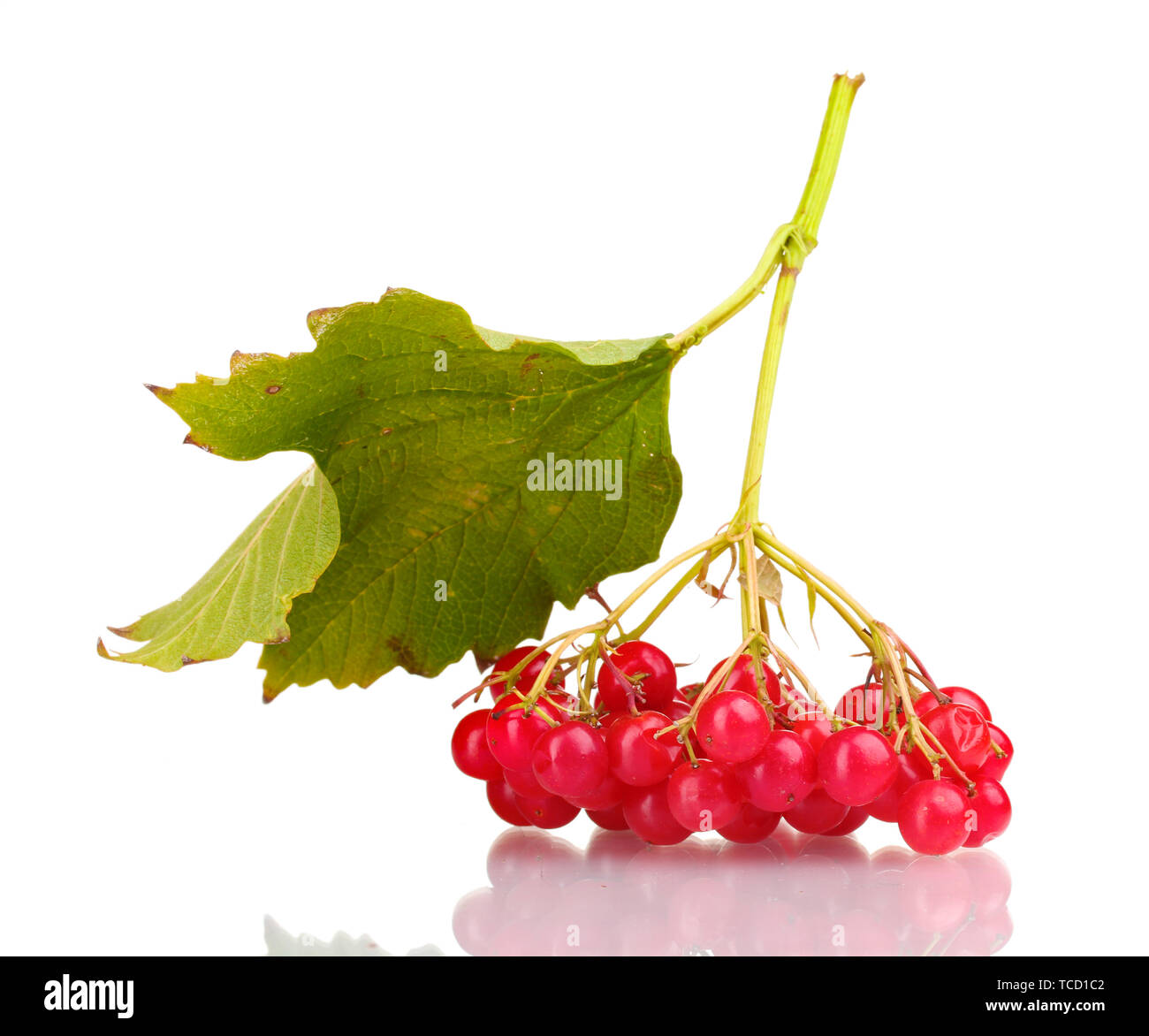 red berries of viburnum with leaf isolated on white Stock Photo - Alamy