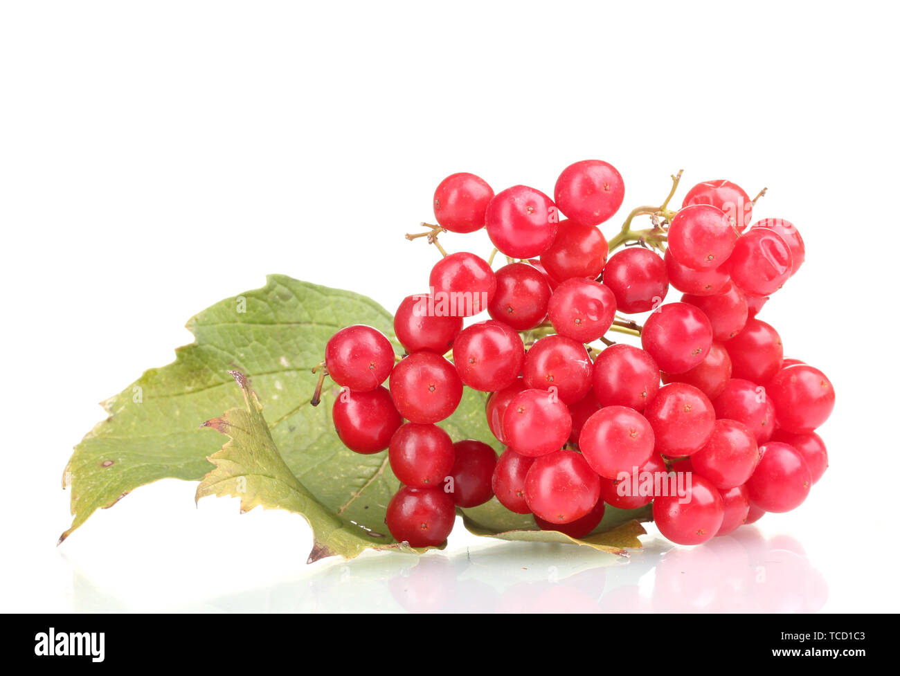 red berries of viburnum with leaf isolated on white Stock Photo - Alamy