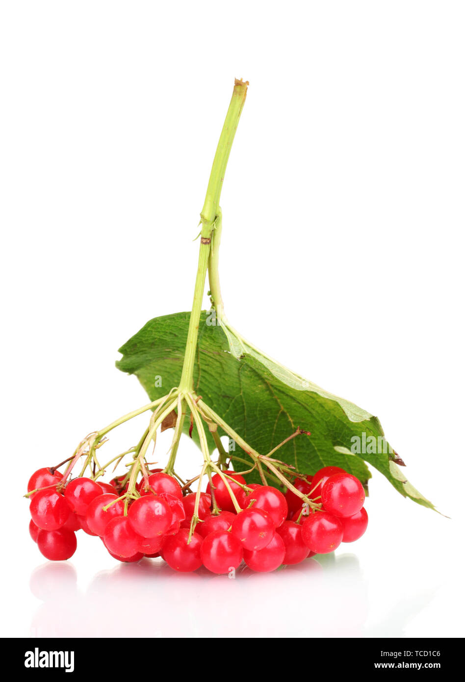 red berries of viburnum with leaf isolated on white Stock Photo - Alamy