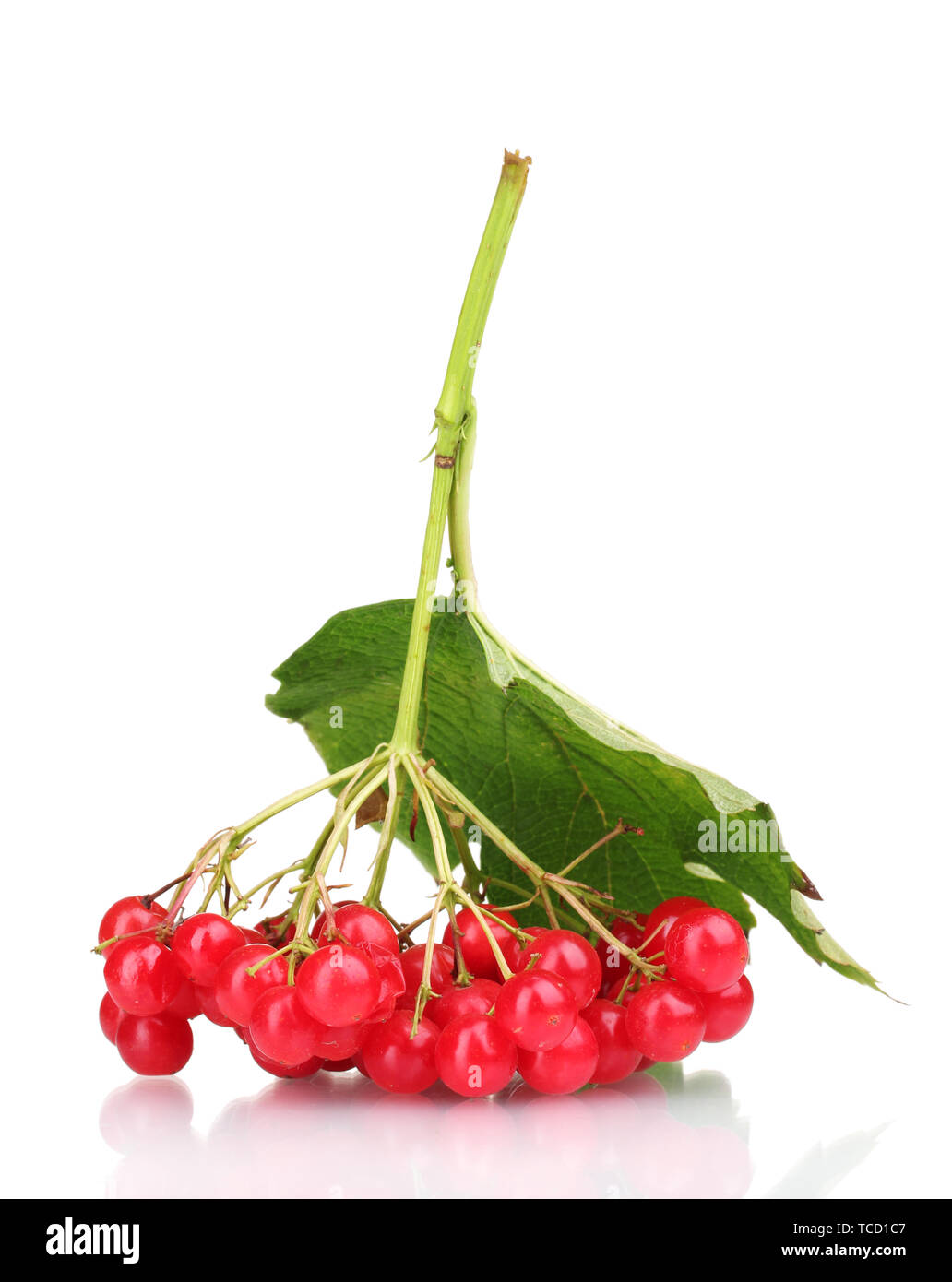 red berries of viburnum with leaf isolated on white Stock Photo - Alamy