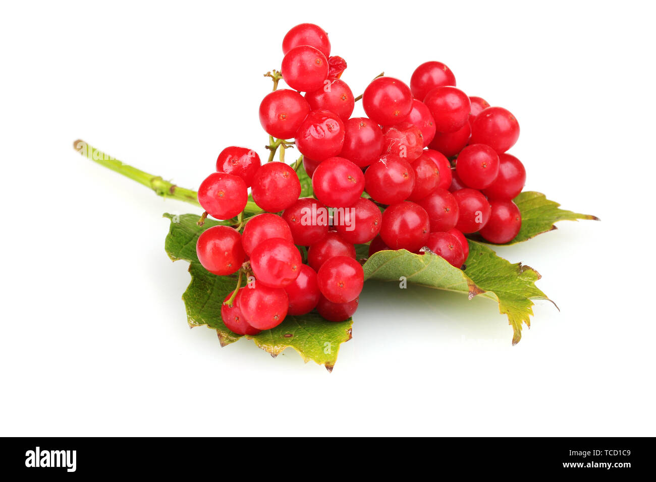 red berries of viburnum with leaf isolated on white Stock Photo - Alamy