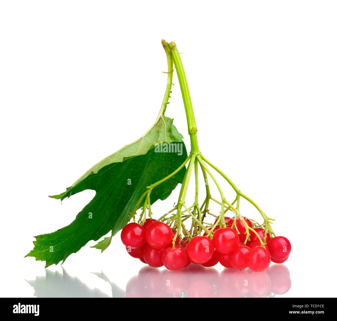 red berries of viburnum with leaf isolated on white Stock Photo - Alamy