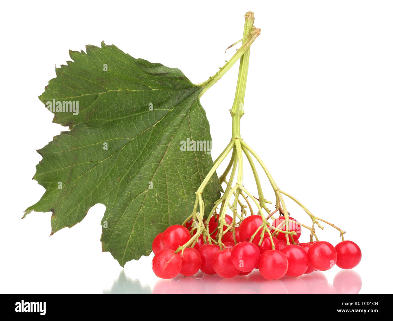 red berries of viburnum with leaf isolated on white Stock Photo - Alamy