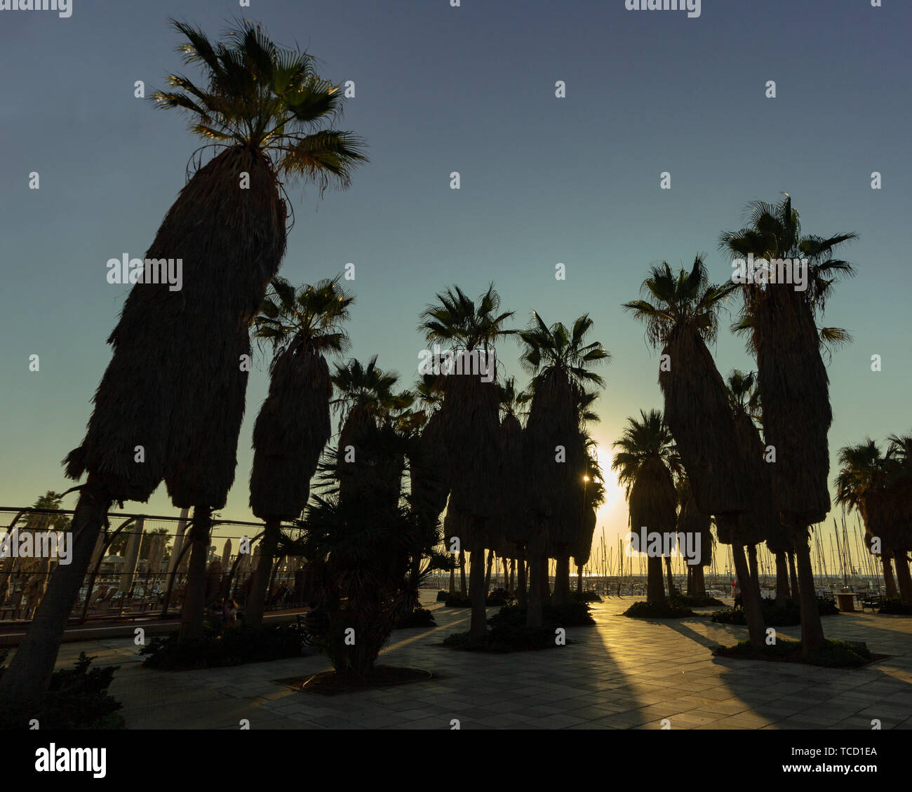 A grove of palm trees are in silhouette in a public square in front of a marina at sunset Stock Photo
