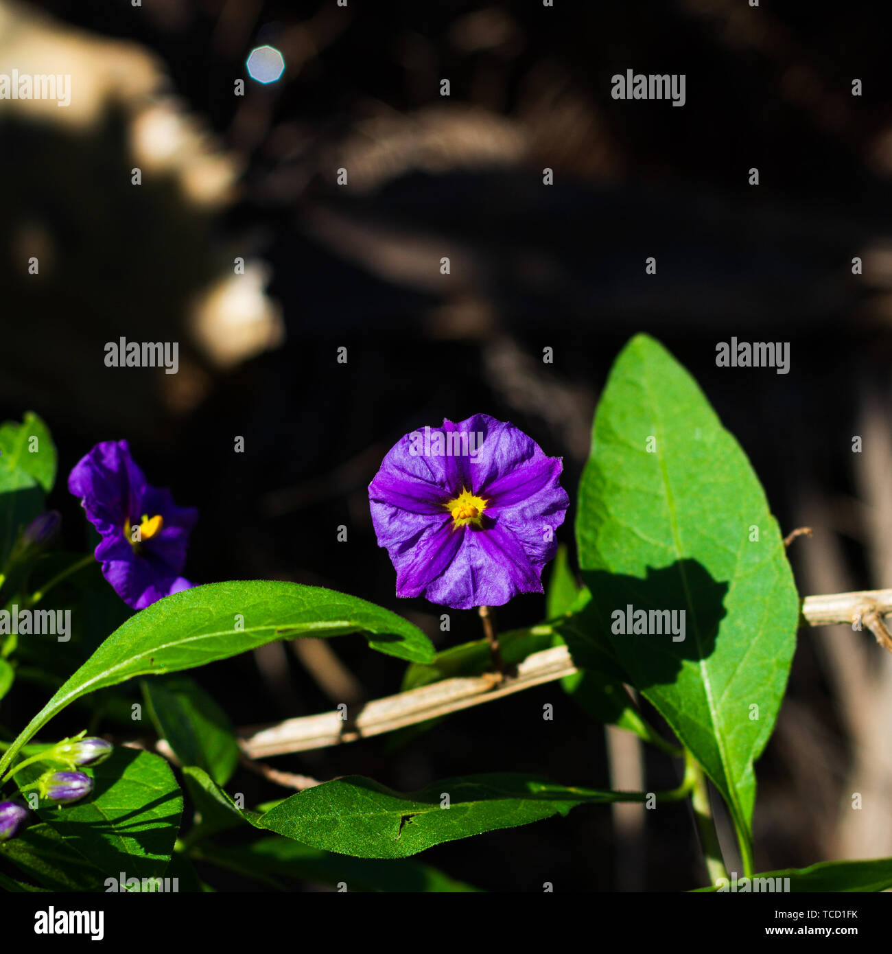 A purple flower with a yellow center shaped like a five point star Stock Photo