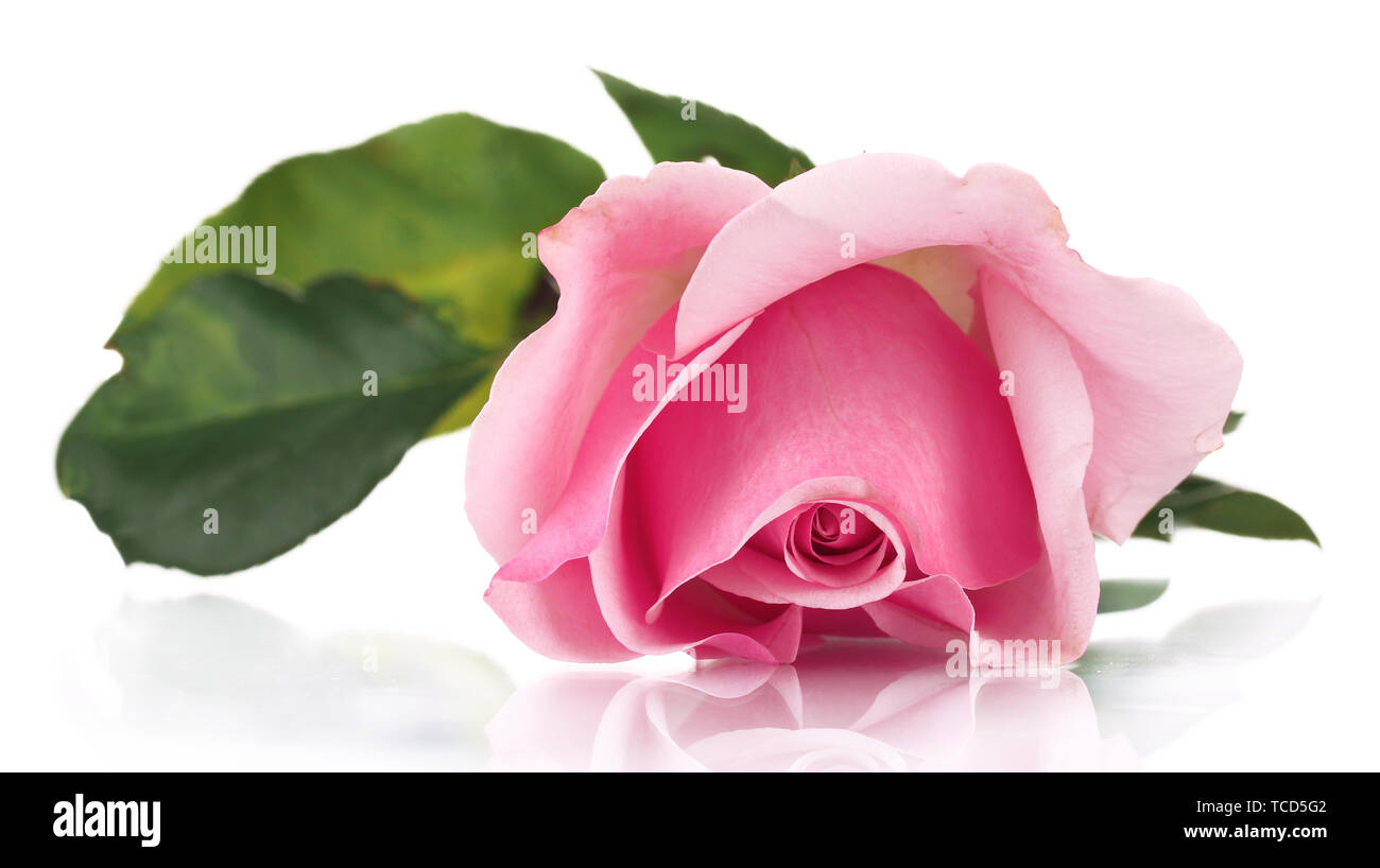 Pink rose isolated on white Stock Photo - Alamy