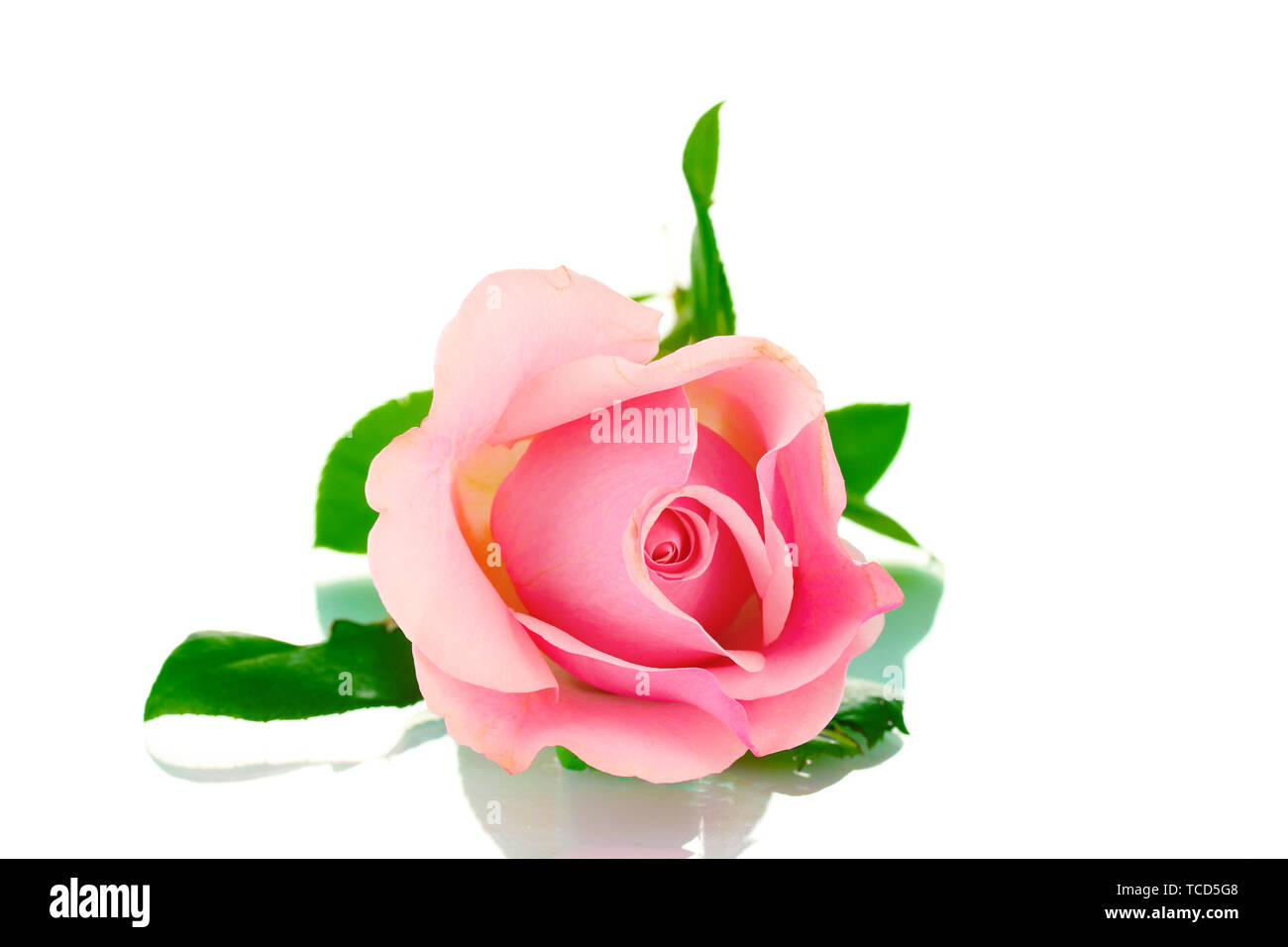 Pink rose isolated on white Stock Photo - Alamy
