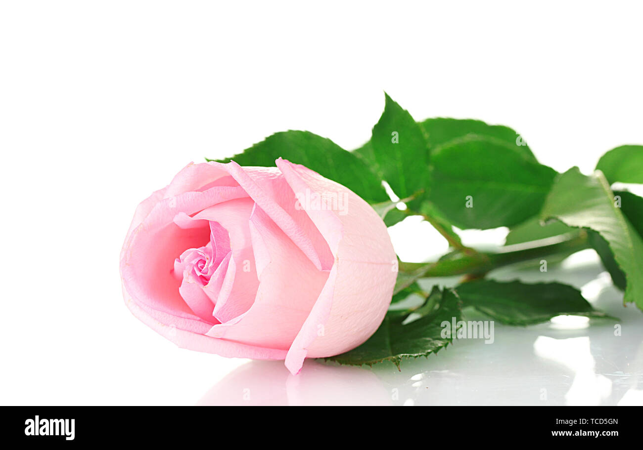 Pink rose isolated on white Stock Photo - Alamy