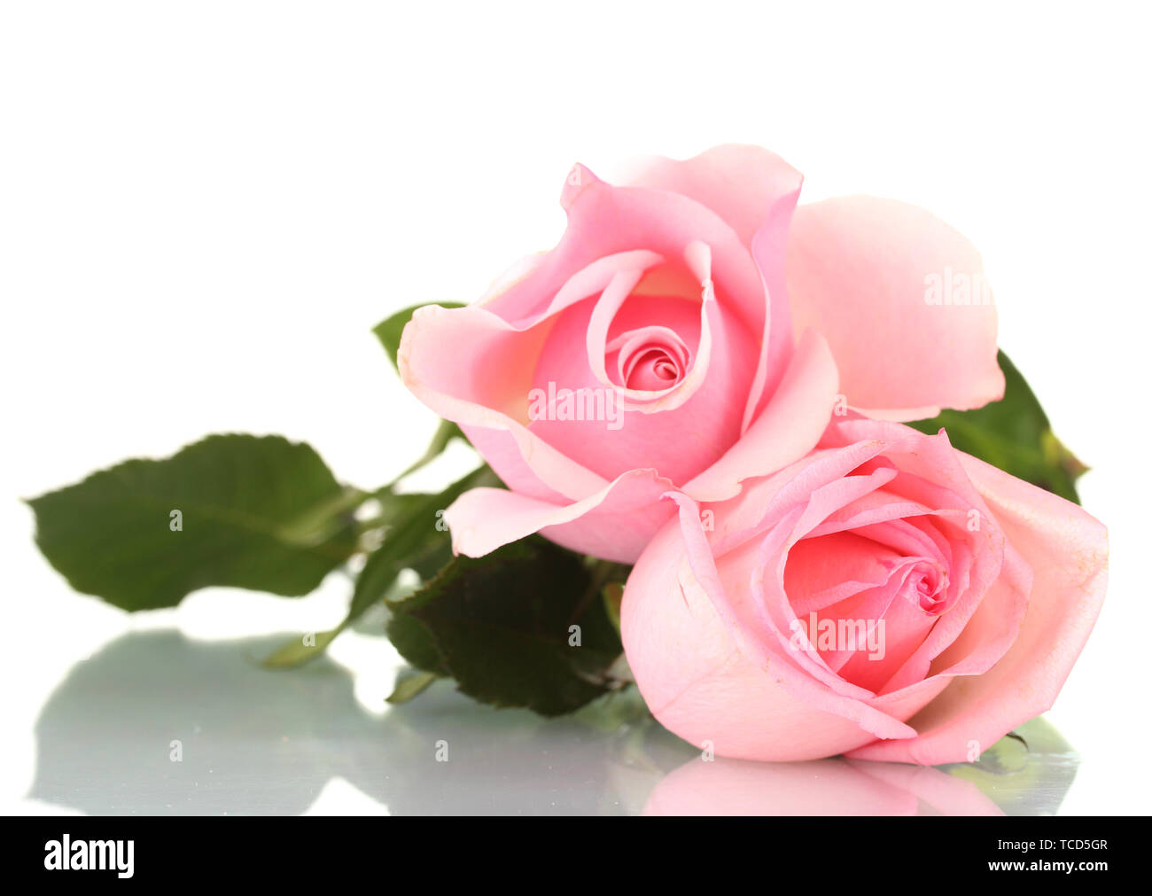 Pink rose isolated on white Stock Photo - Alamy