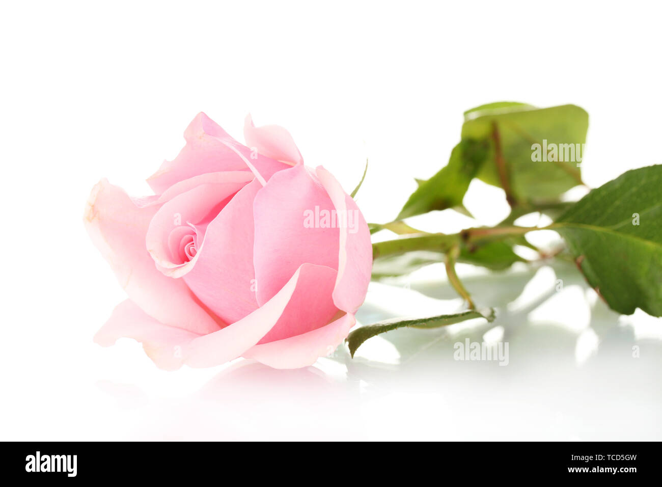Pink rose isolated on white Stock Photo - Alamy
