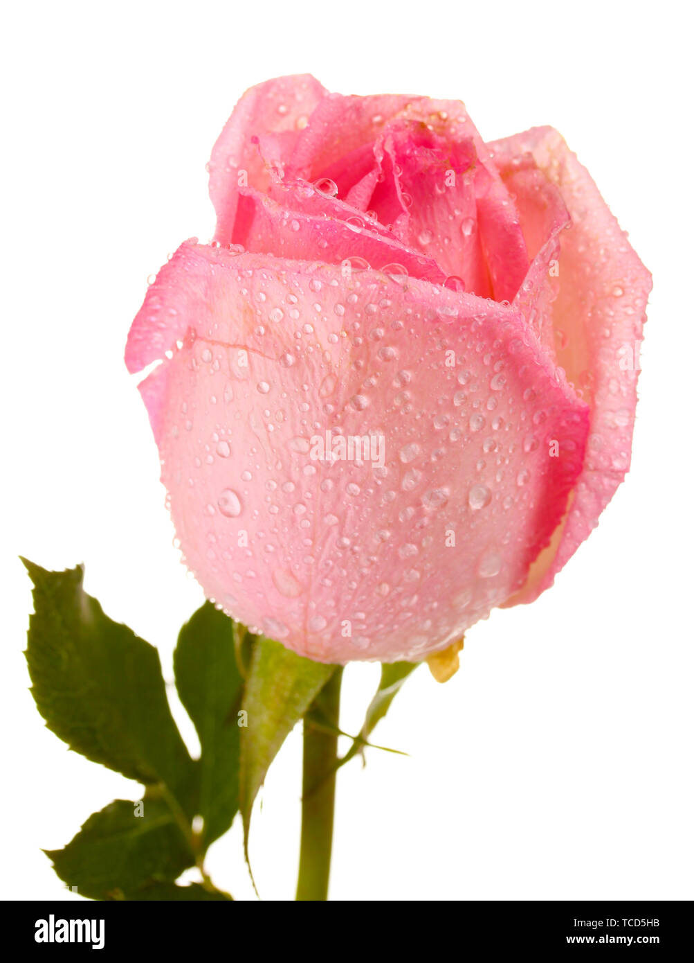 Pink rose isolated on white Stock Photo - Alamy