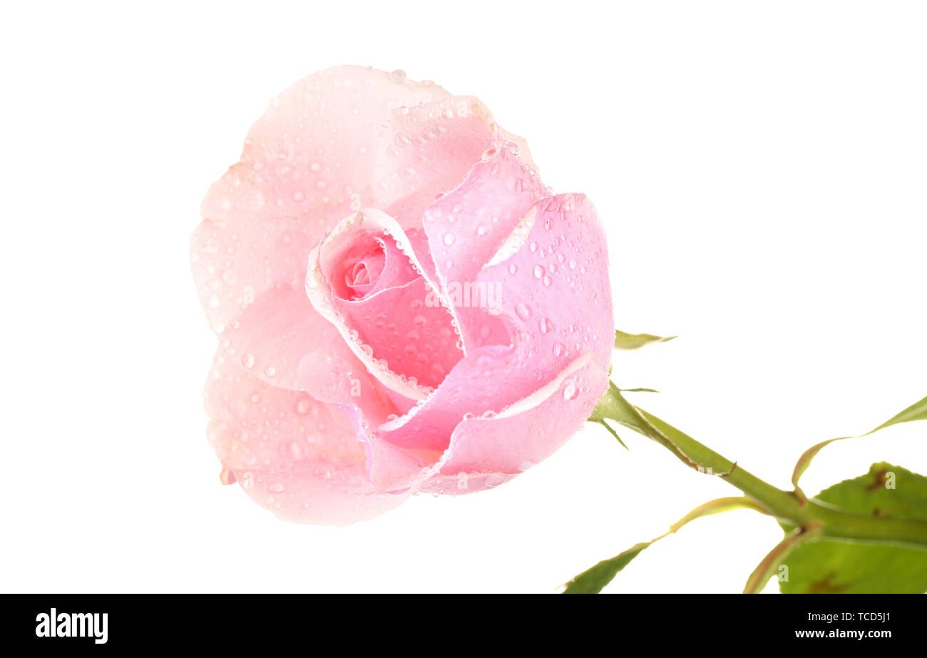 Pink rose isolated on white Stock Photo - Alamy