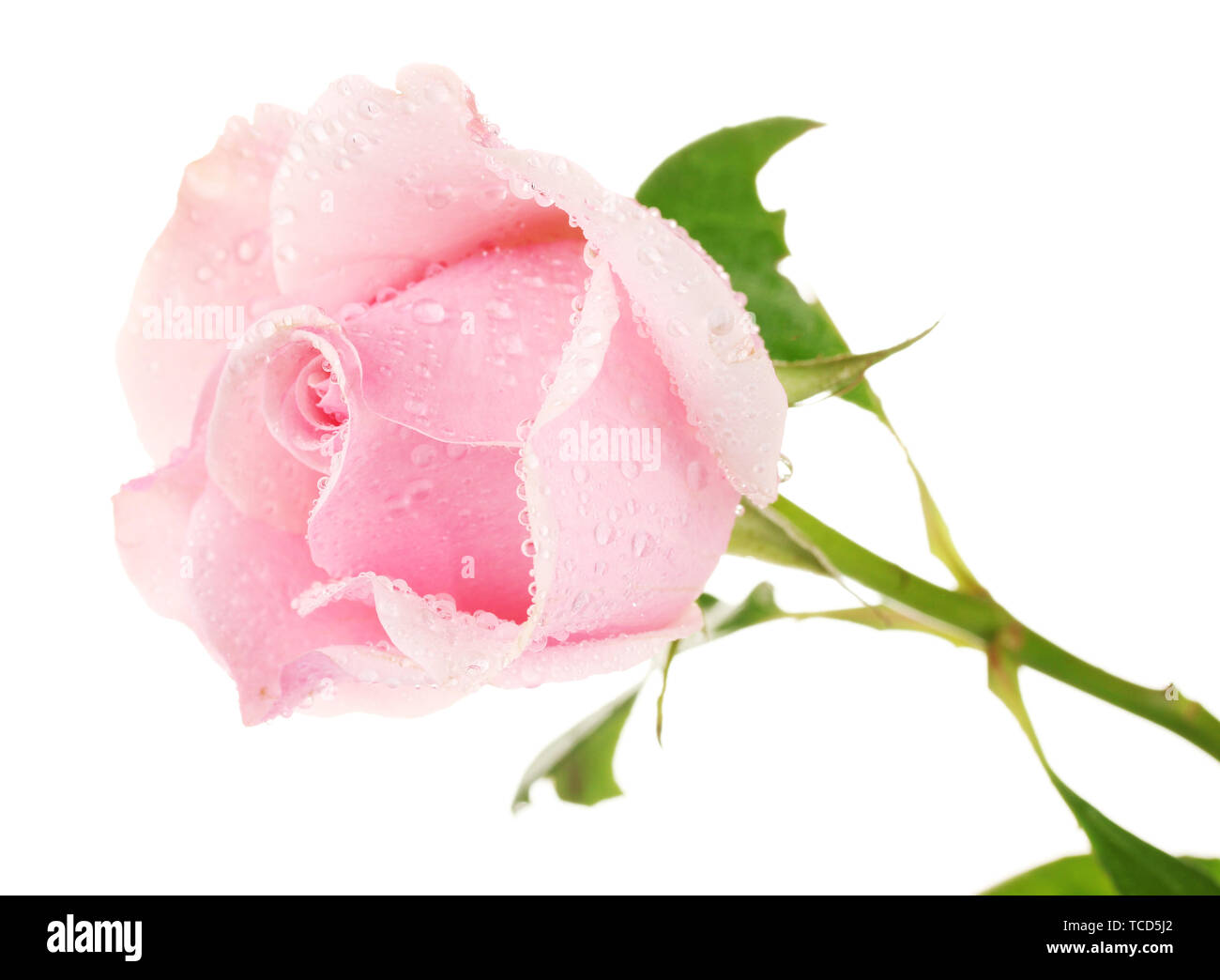 Pink rose isolated on white Stock Photo - Alamy