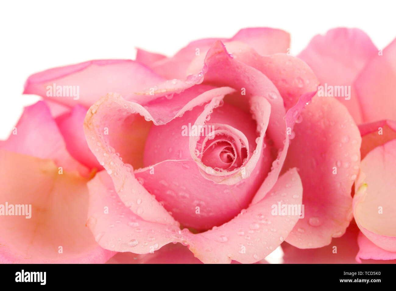 Pink rose isolated on white Stock Photo - Alamy