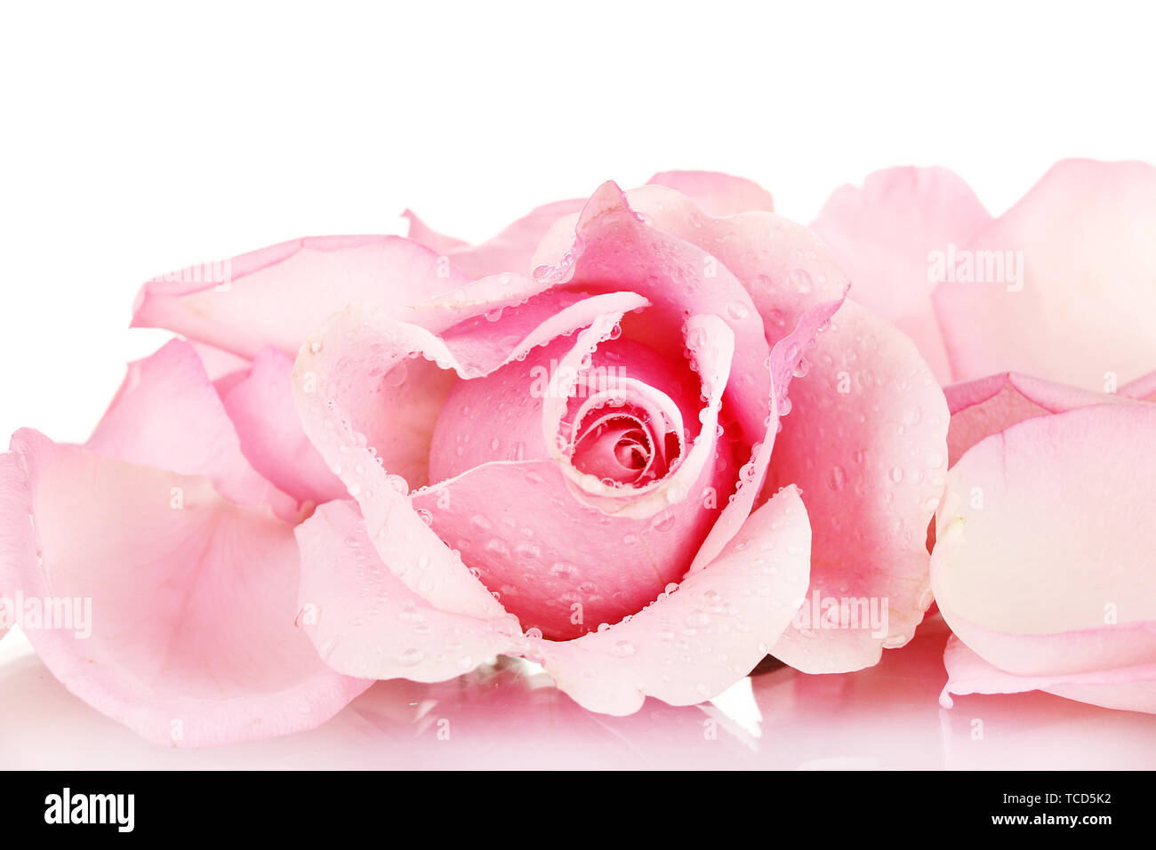 Pink rose isolated on white Stock Photo - Alamy