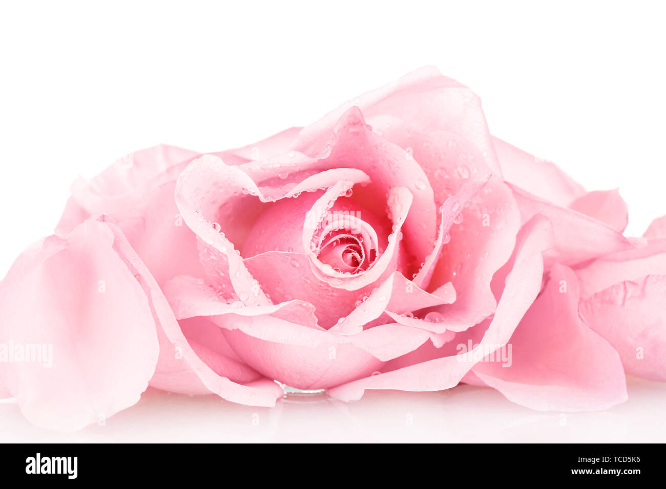 Pink rose isolated on white Stock Photo - Alamy