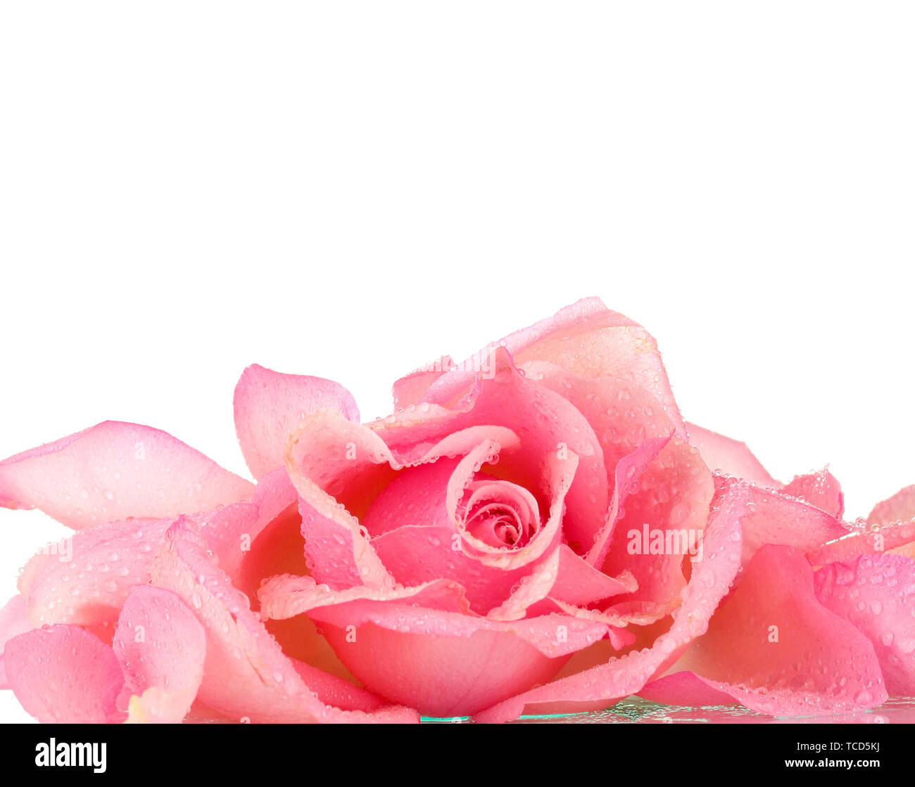 Pink rose isolated on white Stock Photo - Alamy