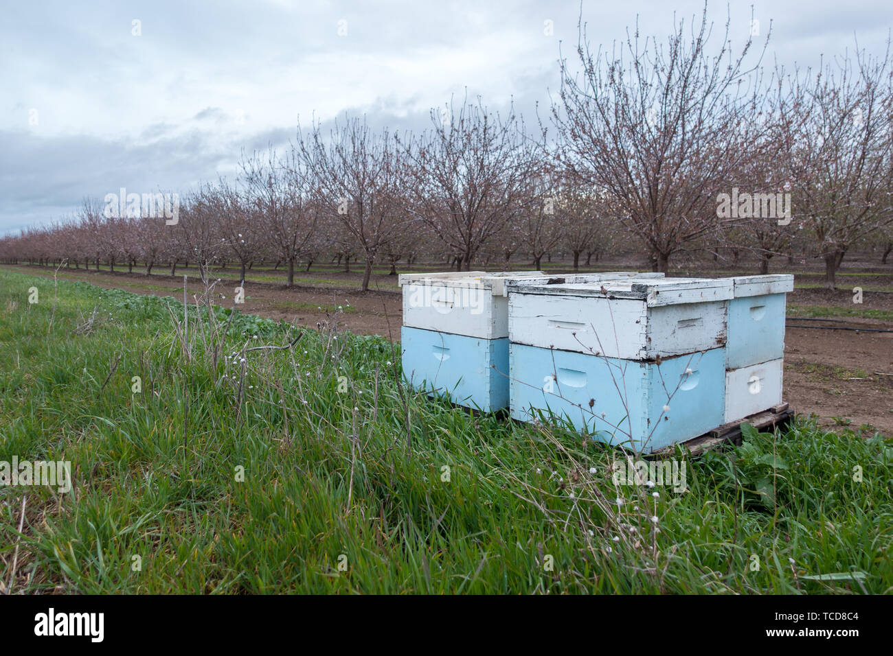Bee hives in orchard hi-res stock photography and images - Alamy