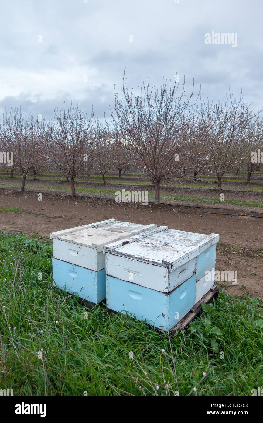 Bee hives in orchard hi-res stock photography and images - Alamy