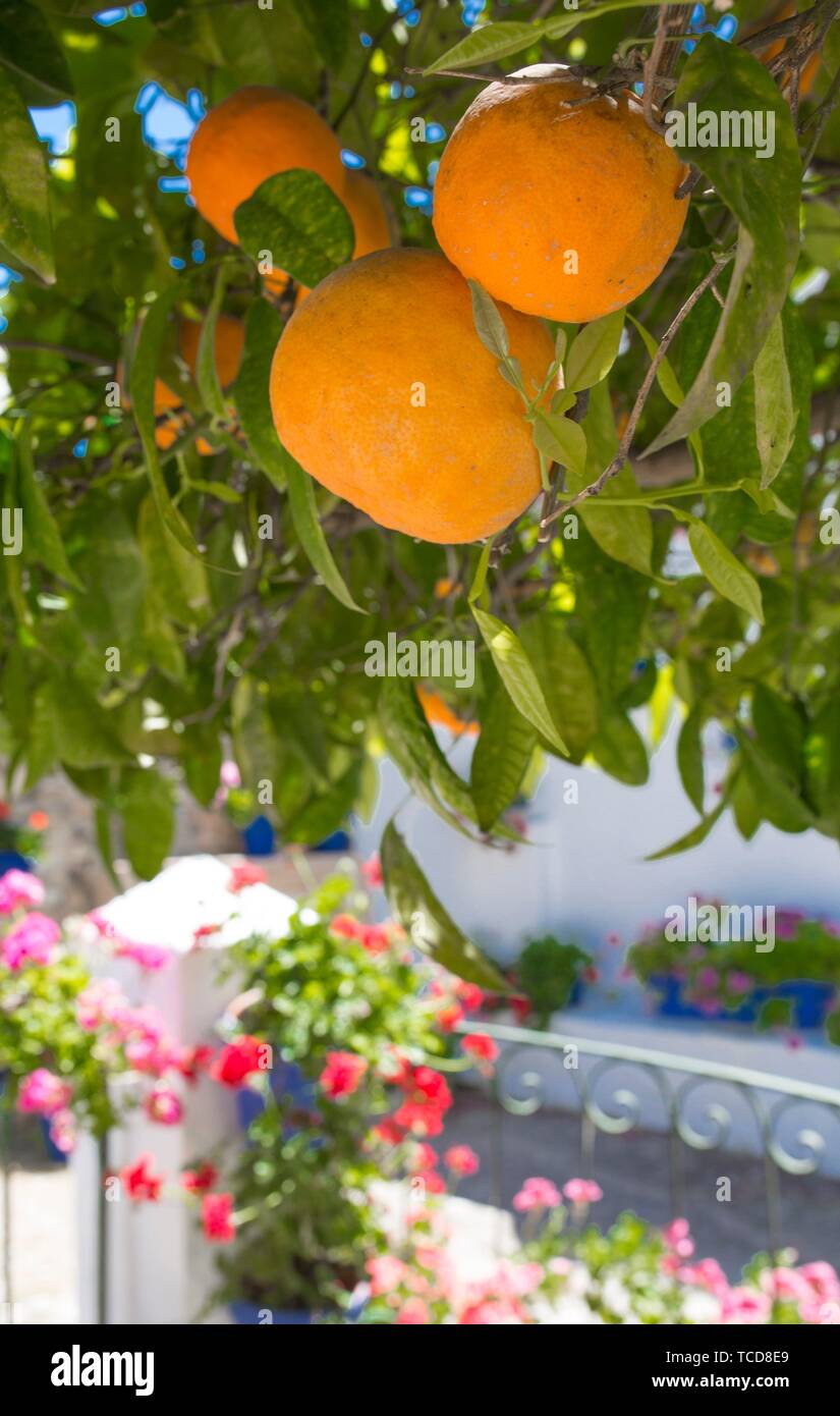 Andalusian courtyard under orange tree. Orange tree on Typical andalusian architecture background. Stock Photo