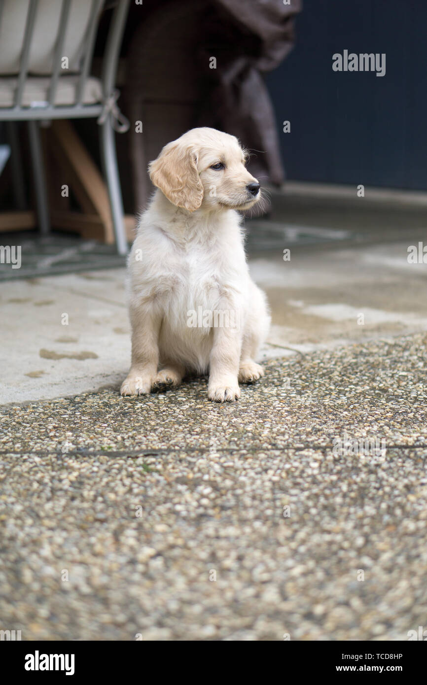 Cute Golden Retriever Puppy Sitting On Ground Near House And