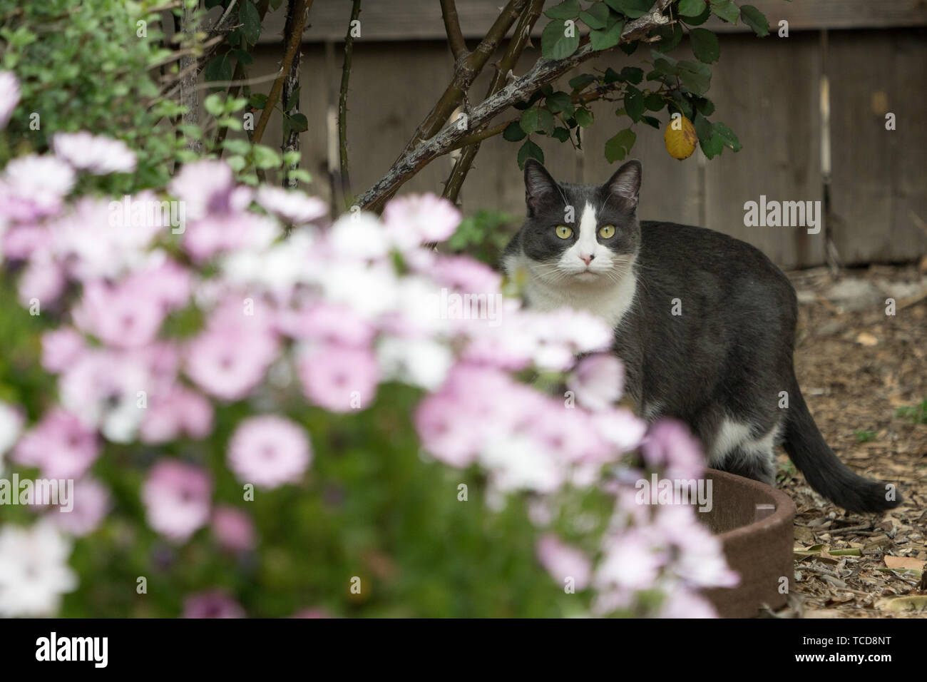 Cat garden flower tree hi-res stock photography and images - Alamy
