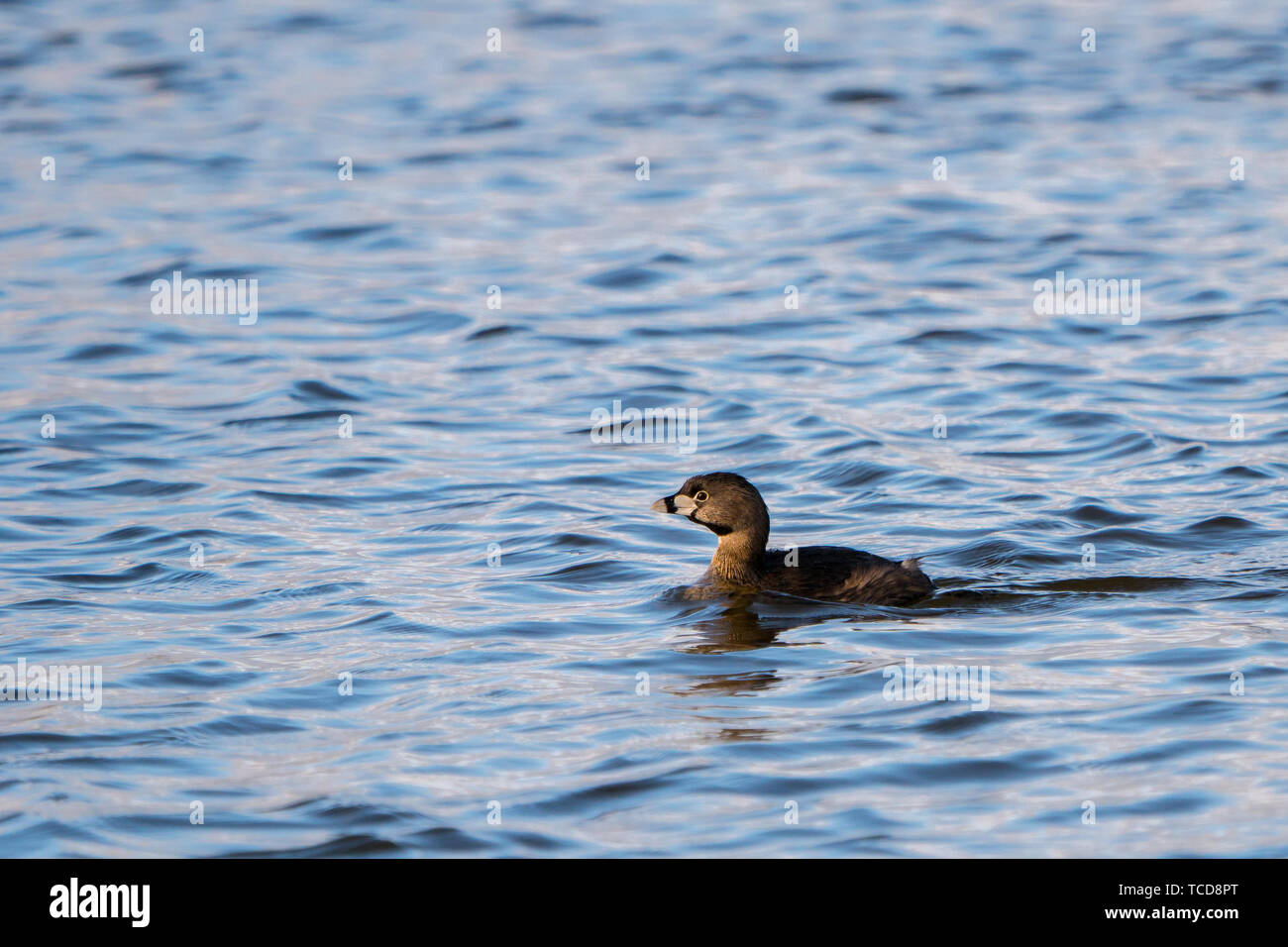 Side view of brown duck swimming in rippling lake with reflection on surface Stock Photo