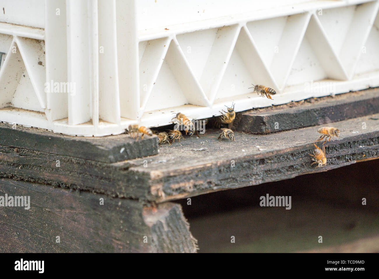 Bees flying box hive hi-res stock photography and images - Alamy