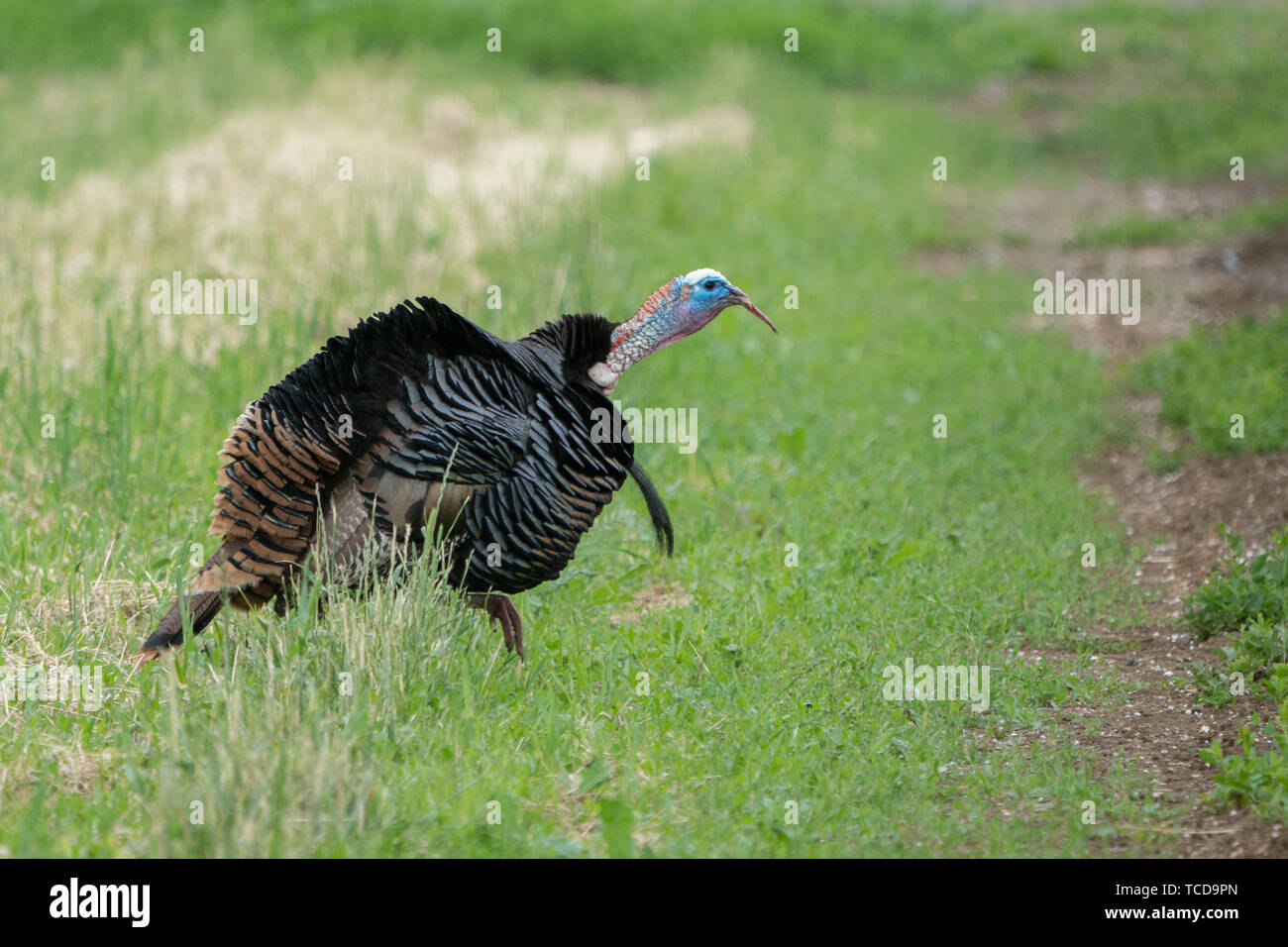 Wild male turkeys strutting in an orchard Stock Photo - Alamy